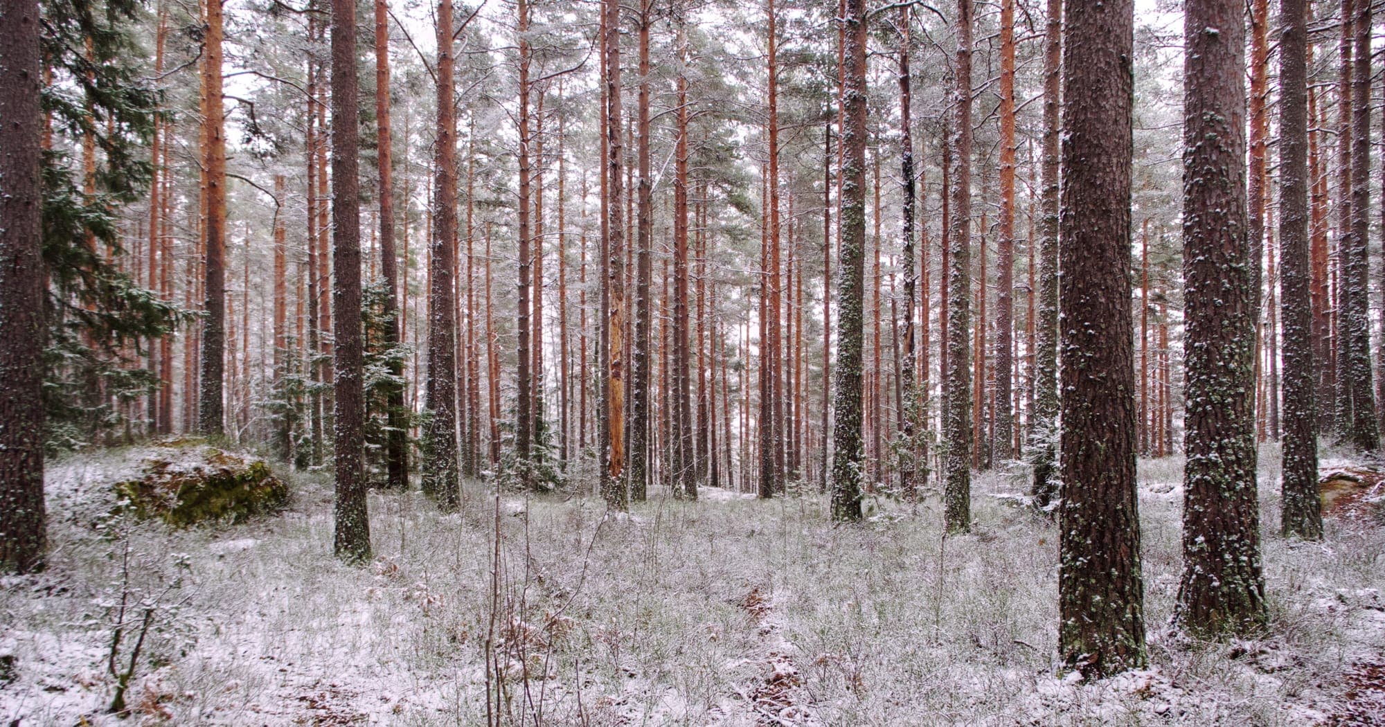A forest outside of Oslo