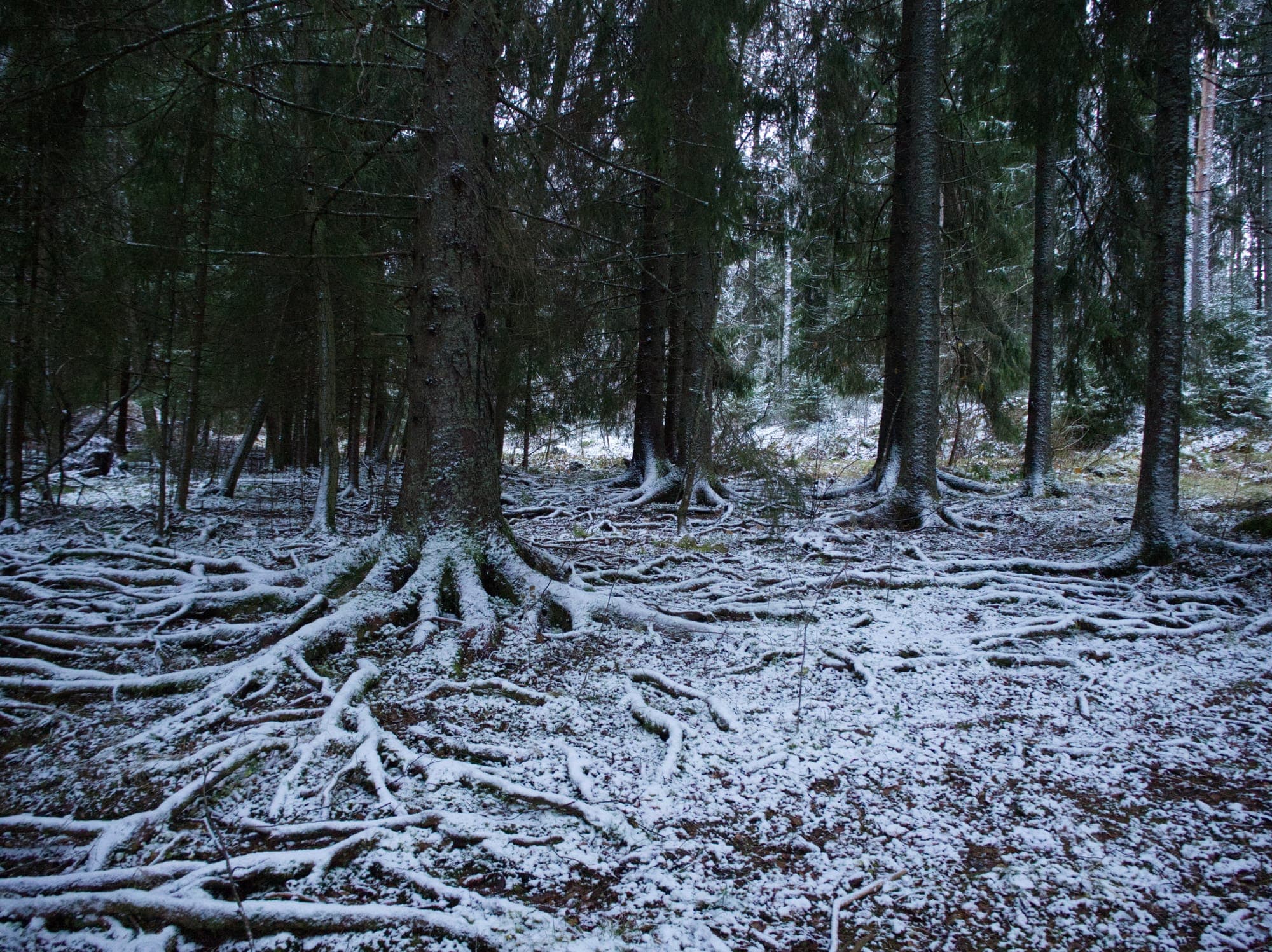 A forest outside of Oslo.
